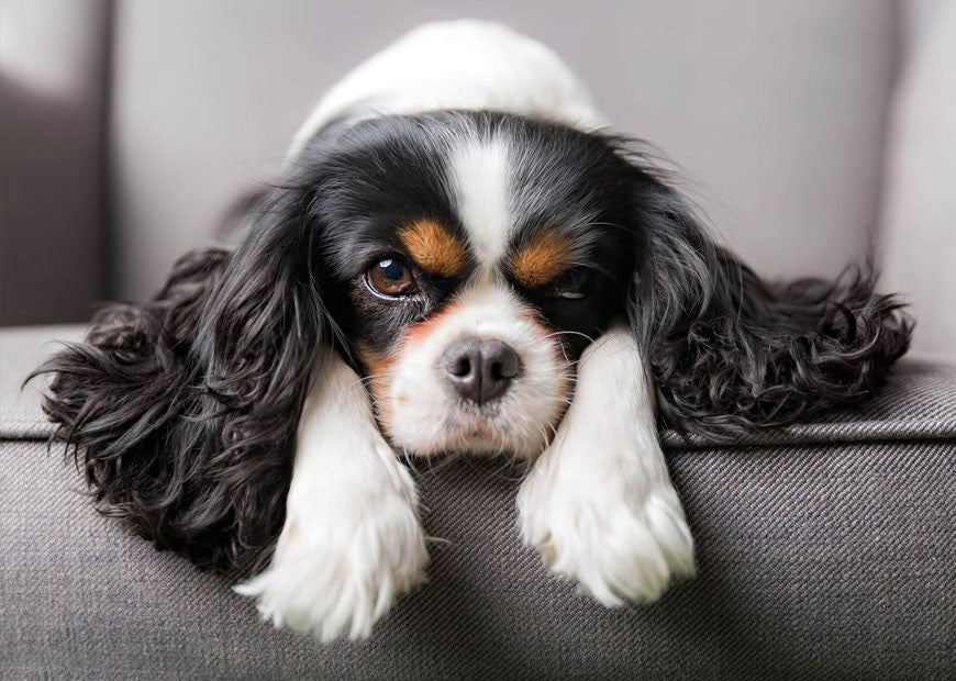 Lorem ipsum dolor sit amet ipsum