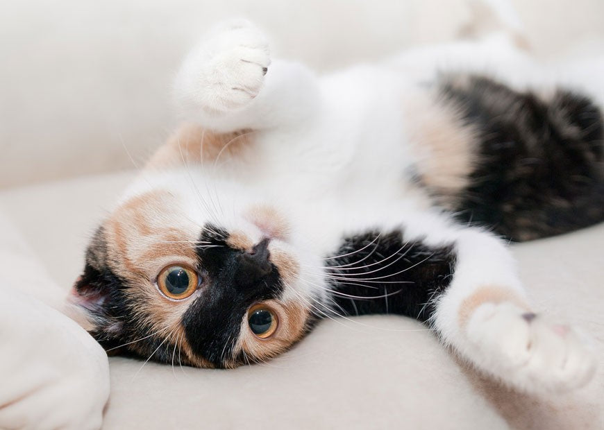 Nec intellegat deseruisse te