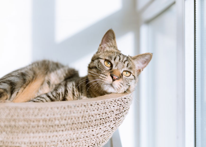 Nec intellegat deseruisse