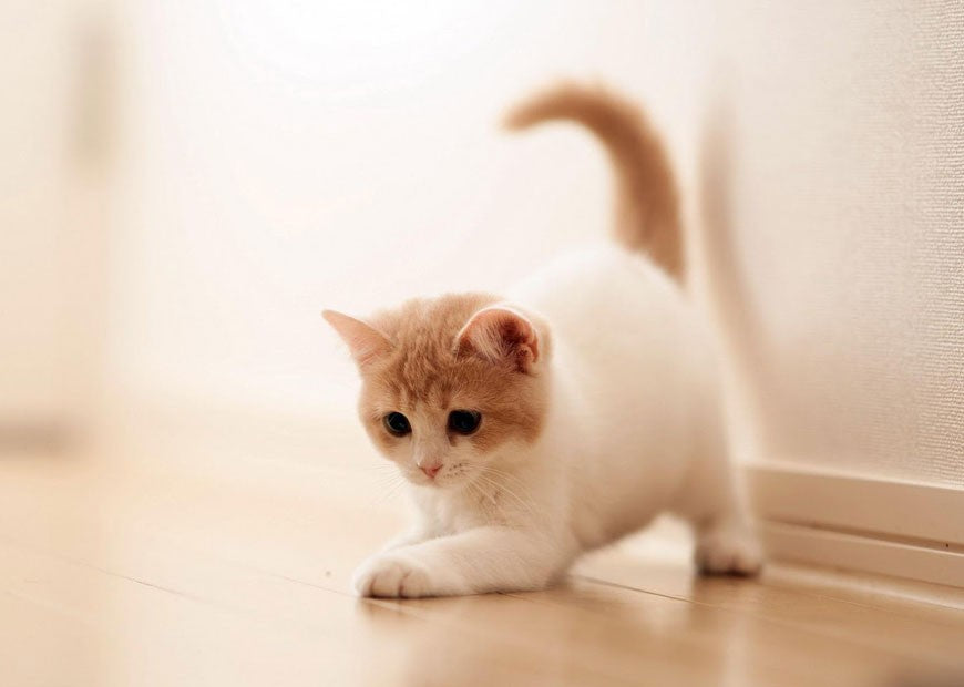 Lorem ipsum dolor sit